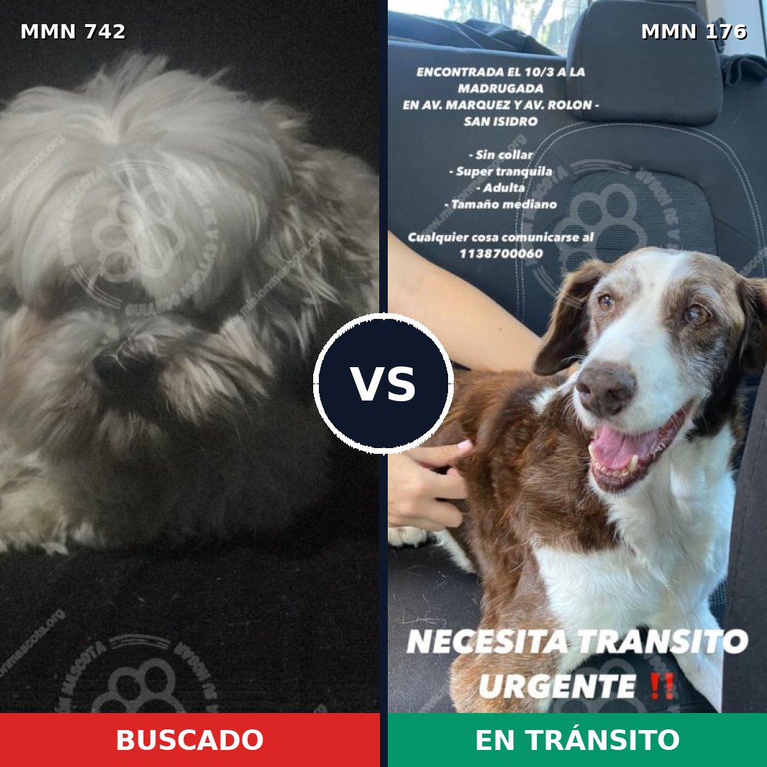 Comparativa MMS 10819: mascota perdida y mascota encontrada, 34% de similitud
