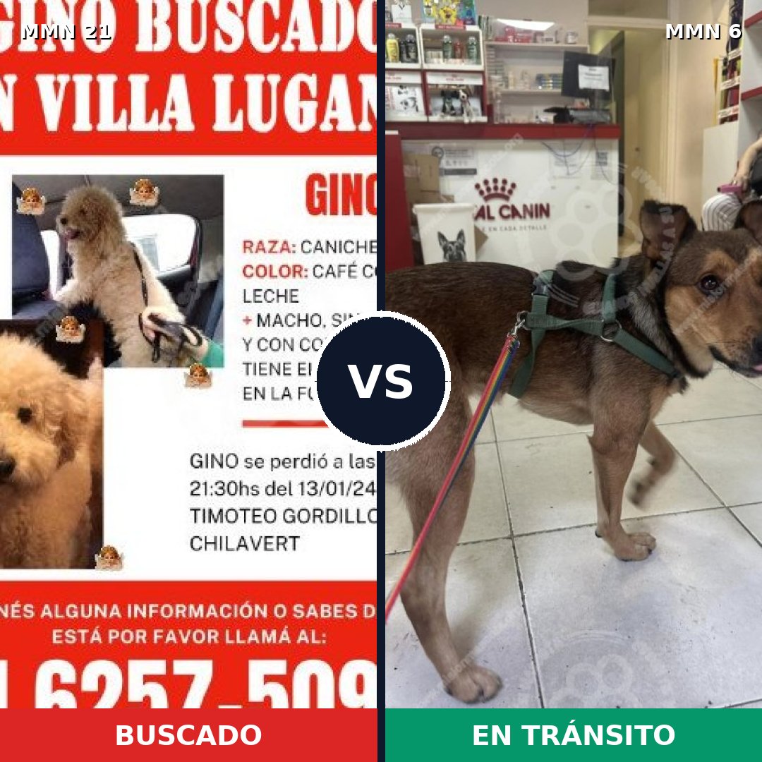 Comparativa MMS 1082: mascota perdida y mascota encontrada, 40% de similitud
