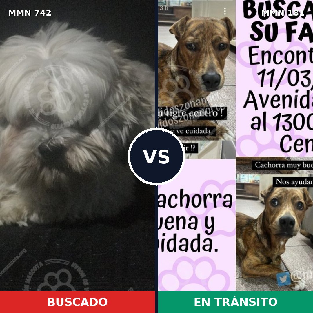 Comparativa MMS 10821: mascota perdida y mascota encontrada, 29% de similitud