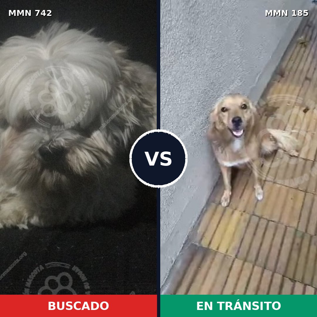 Comparativa MMS 10823: mascota perdida y mascota encontrada, 37% de similitud