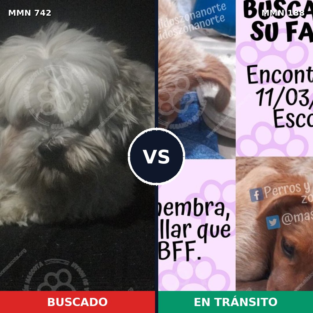 Comparativa MMS 10824: mascota perdida y mascota encontrada, 40% de similitud