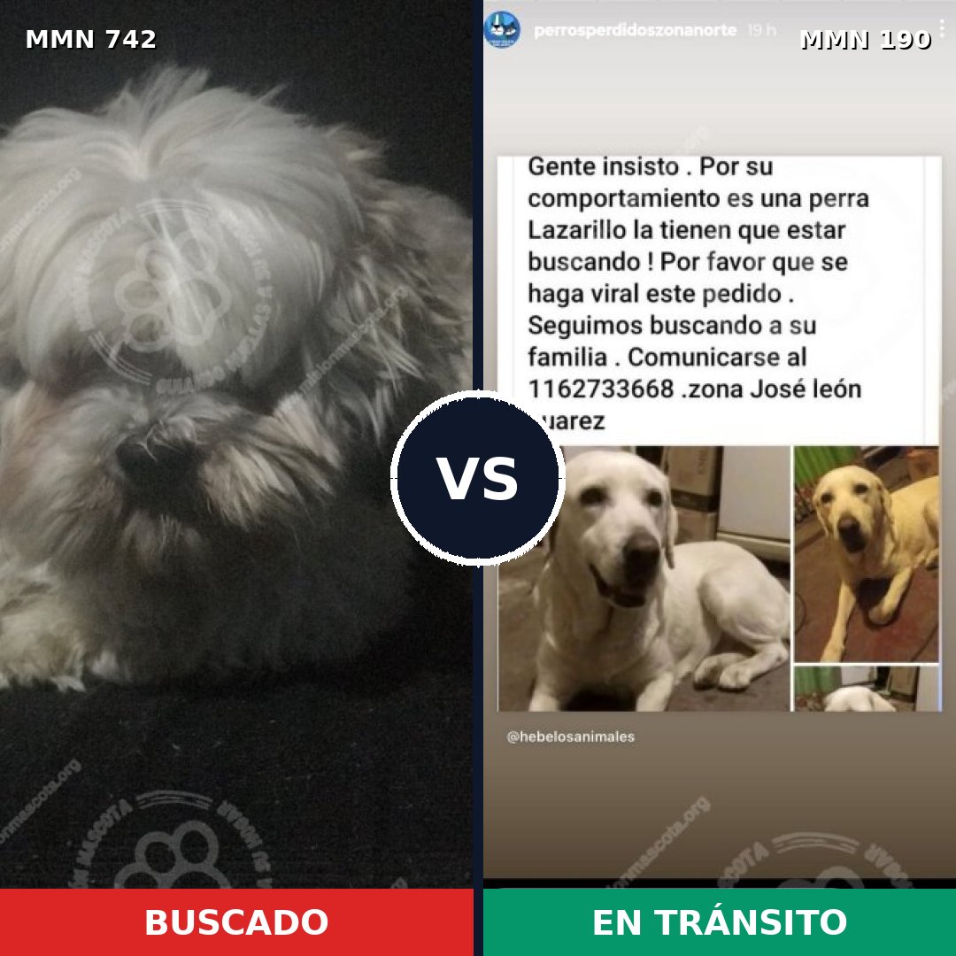 Comparativa MMS 10825: mascota perdida y mascota encontrada, 32% de similitud