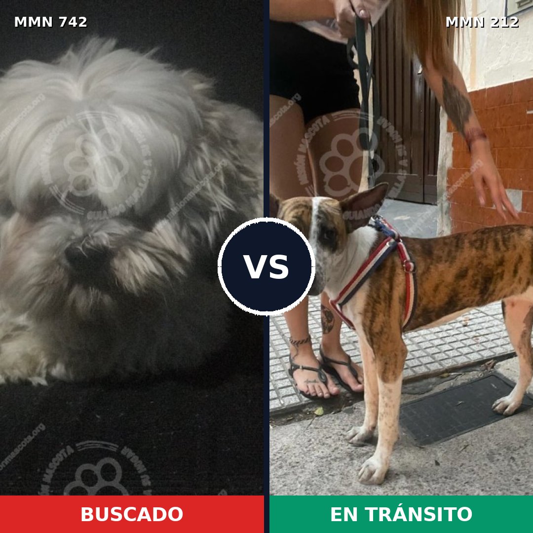 Comparativa MMS 10826: mascota perdida y mascota encontrada, 26% de similitud