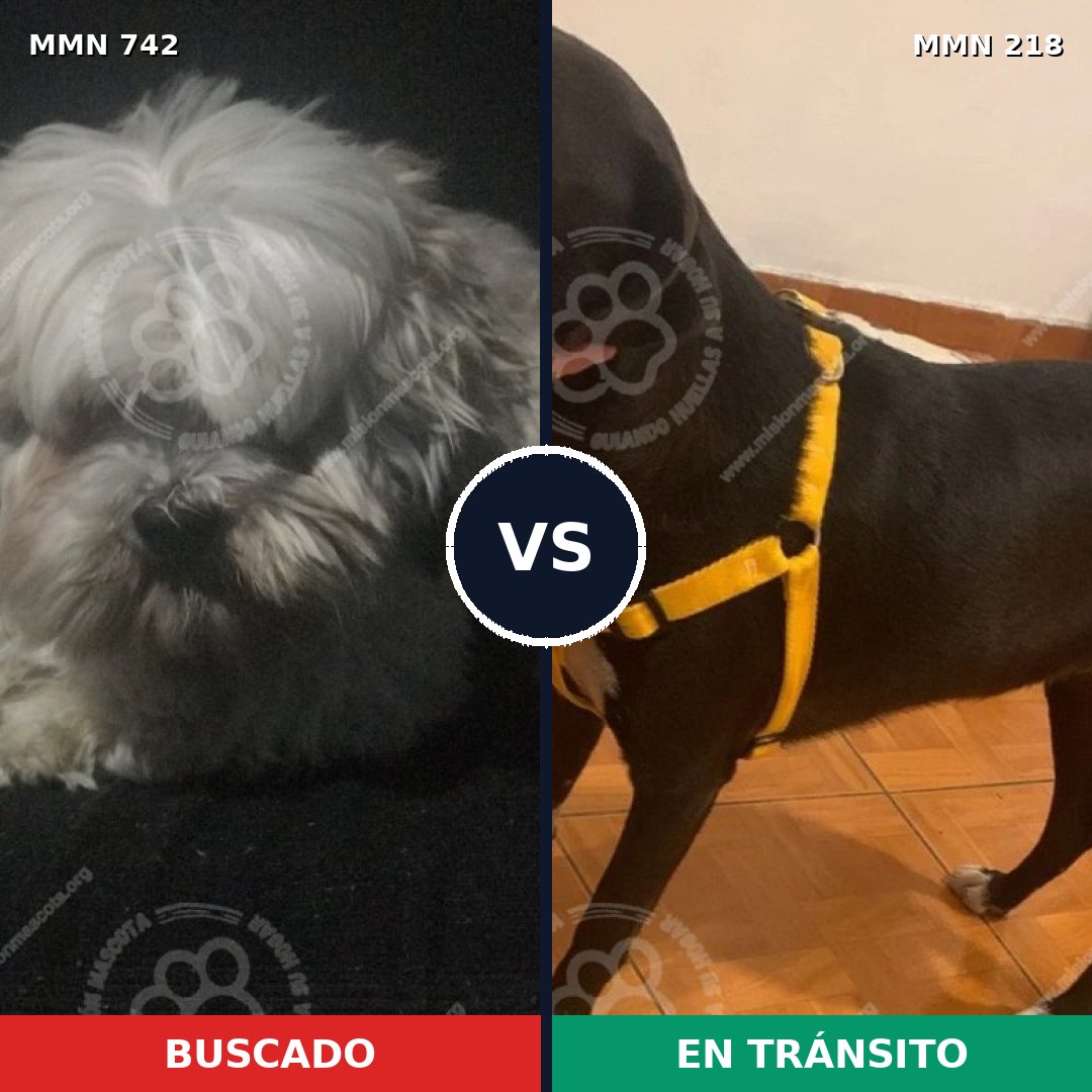 Comparativa MMS 10827: mascota perdida y mascota encontrada, 29% de similitud