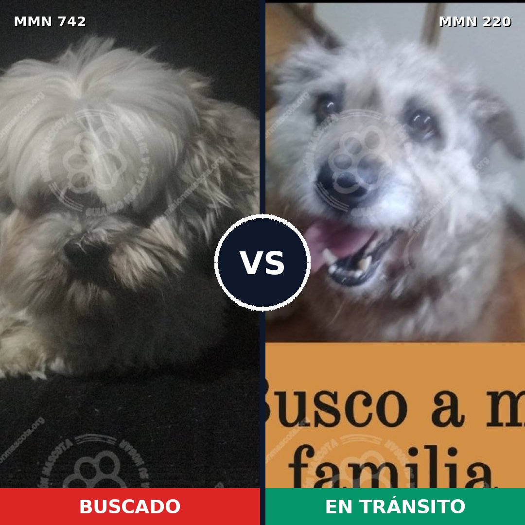 Comparativa MMS 10828: mascota perdida y mascota encontrada, 31% de similitud