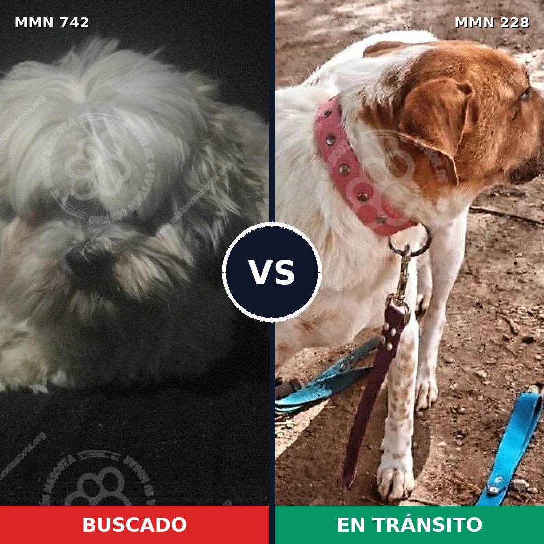 Comparativa MMS 10829: mascota perdida y mascota encontrada, 29% de similitud