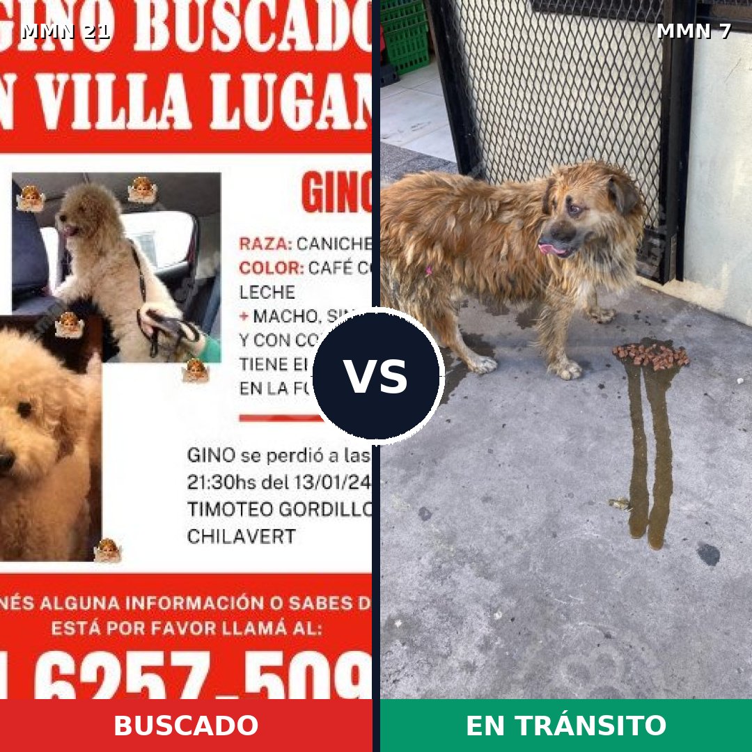 Comparativa MMS 1083: mascota perdida y mascota encontrada, 23% de similitud