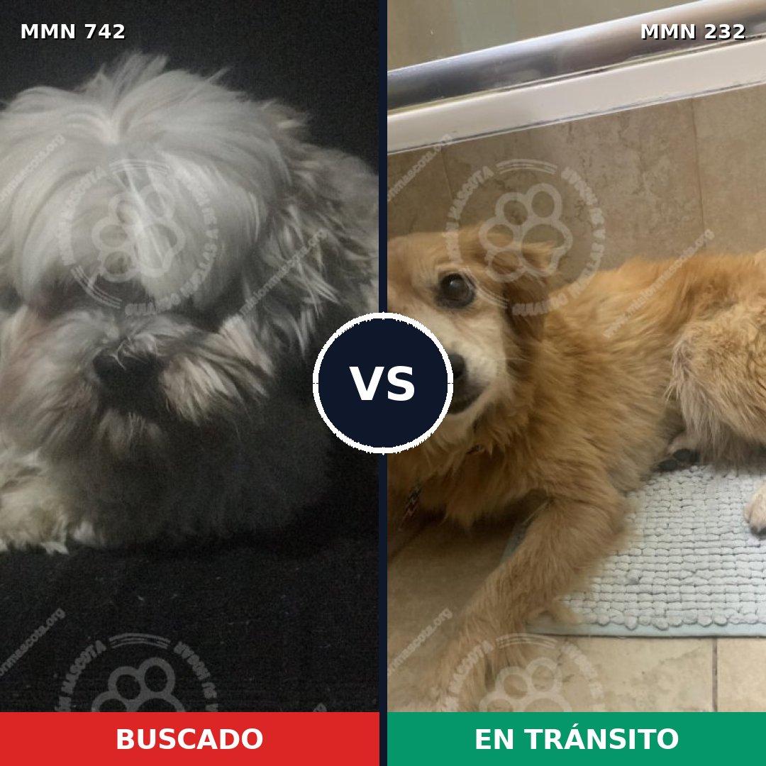 Comparativa MMS 10830: mascota perdida y mascota encontrada, 41% de similitud