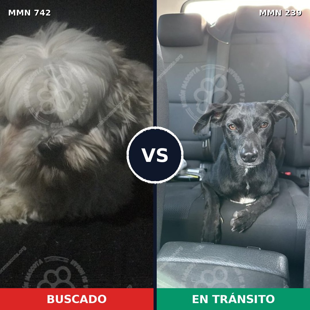 Comparativa MMS 10831: mascota perdida y mascota encontrada, 27% de similitud