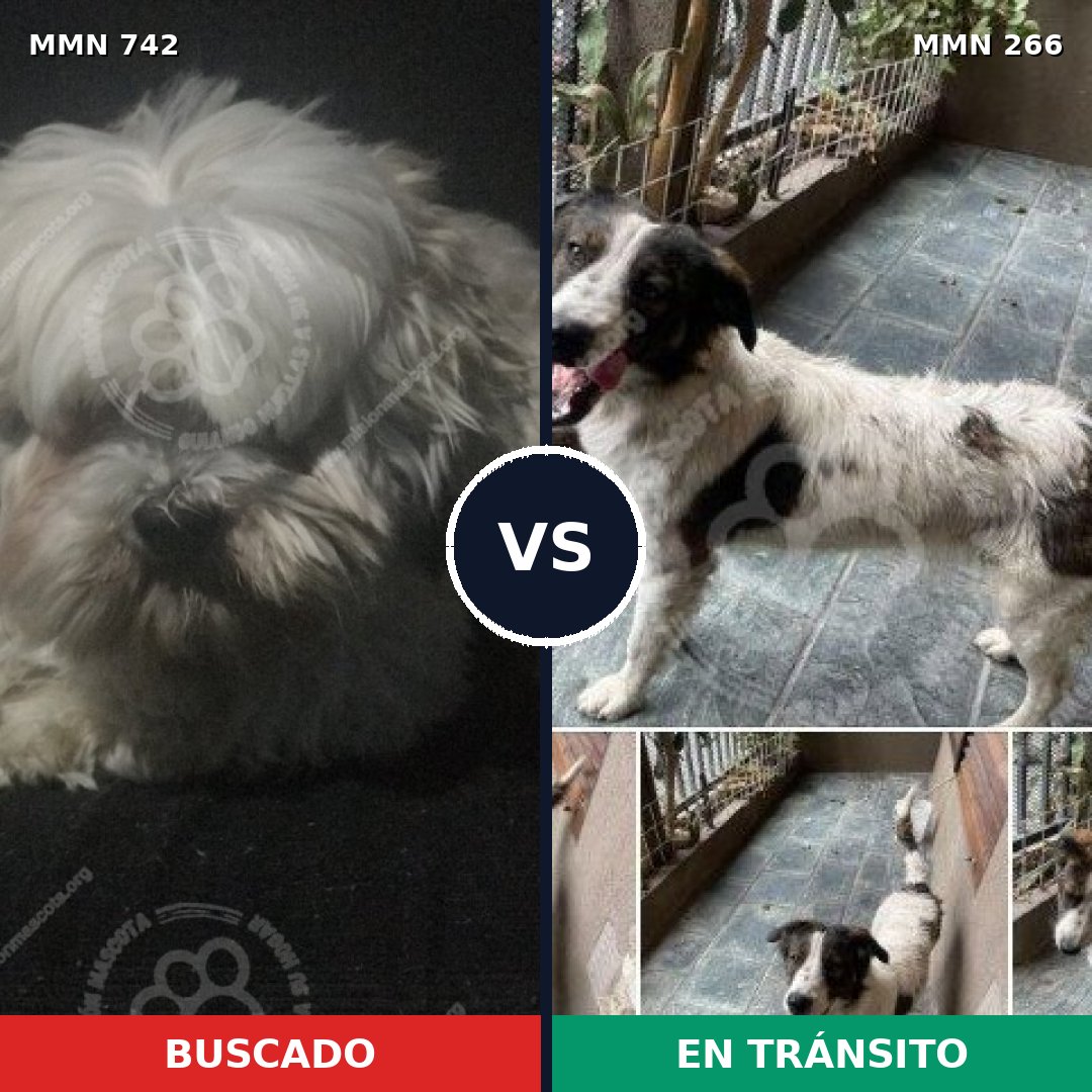 Comparativa MMS 10832: mascota perdida y mascota encontrada, 34% de similitud