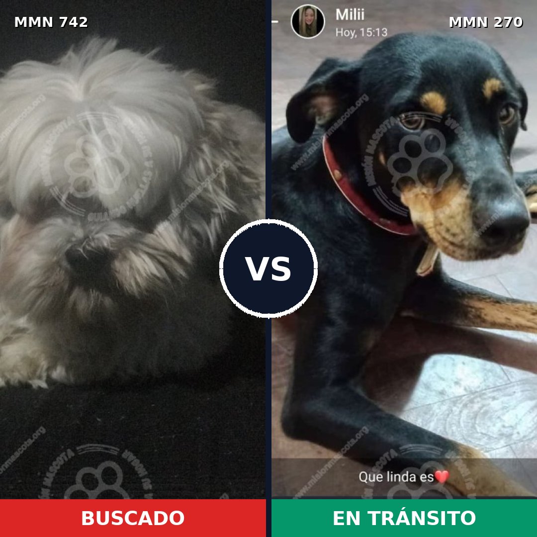Comparativa MMS 10833: mascota perdida y mascota encontrada, 28% de similitud
