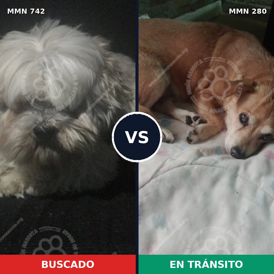 Comparativa MMS 10834: mascota perdida y mascota encontrada, 39% de similitud
