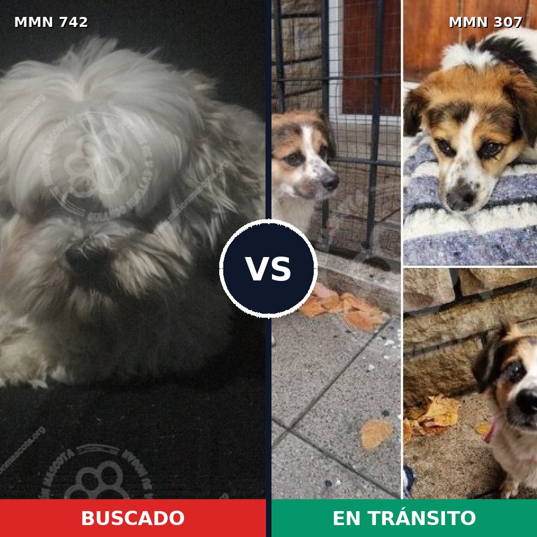 Comparativa MMS 10835: mascota perdida y mascota encontrada, 39% de similitud