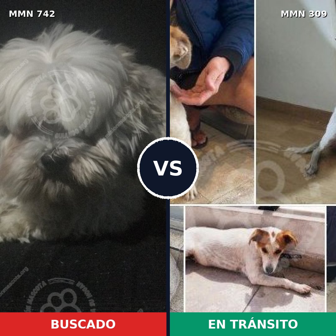 Comparativa MMS 10836: mascota perdida y mascota encontrada, 40% de similitud