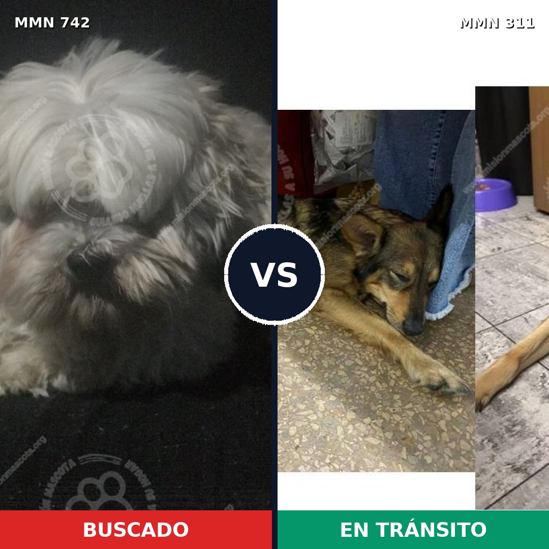 Comparativa MMS 10837: mascota perdida y mascota encontrada, 33% de similitud