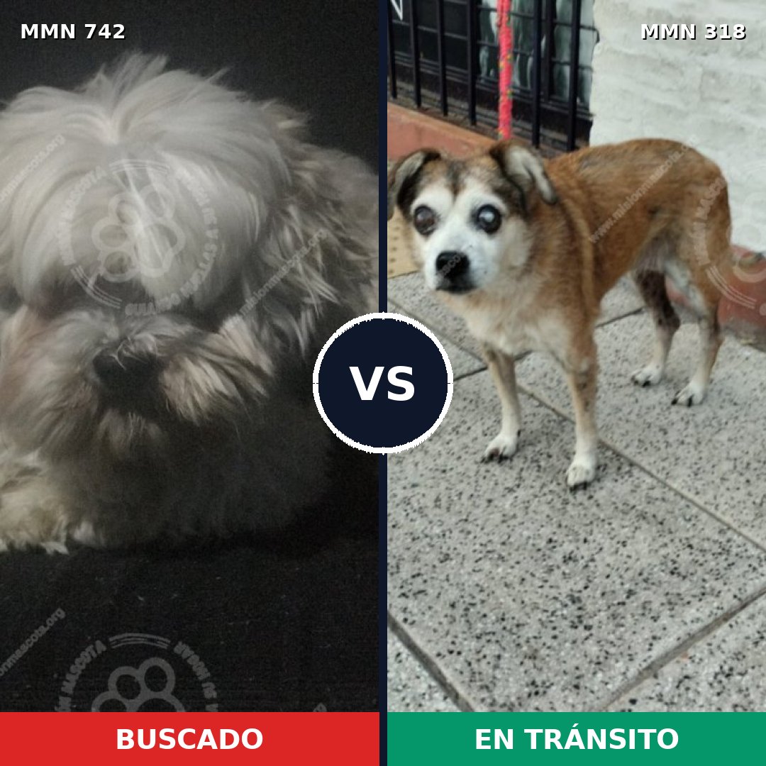Comparativa MMS 10838: mascota perdida y mascota encontrada, 46% de similitud