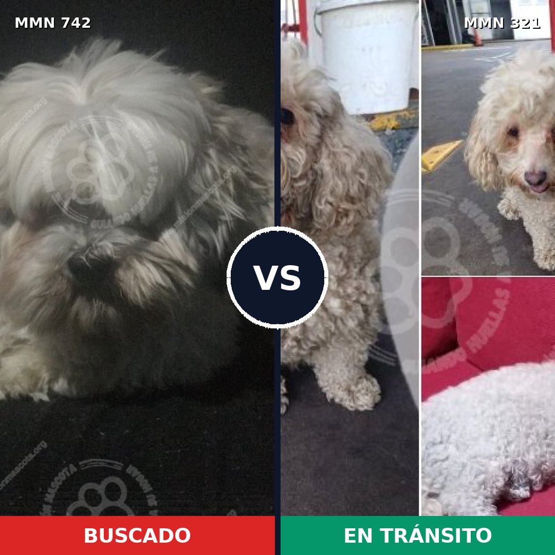 Comparativa MMS 10839: mascota perdida y mascota encontrada, 67% de similitud