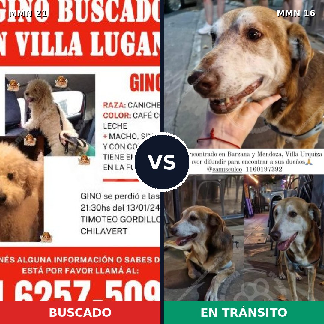 Comparativa MMS 1084: mascota perdida y mascota encontrada, 38% de similitud