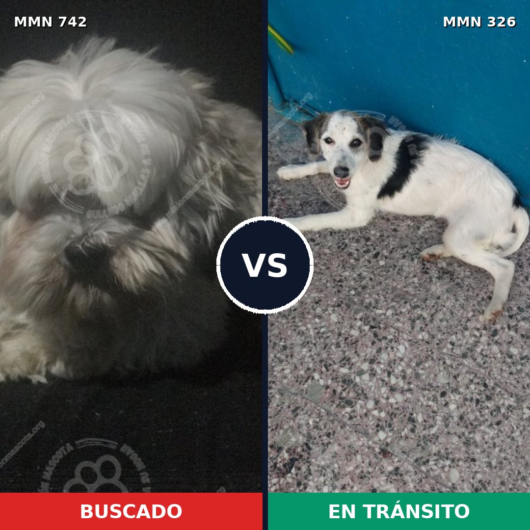 Comparativa MMS 10840: mascota perdida y mascota encontrada, 43% de similitud