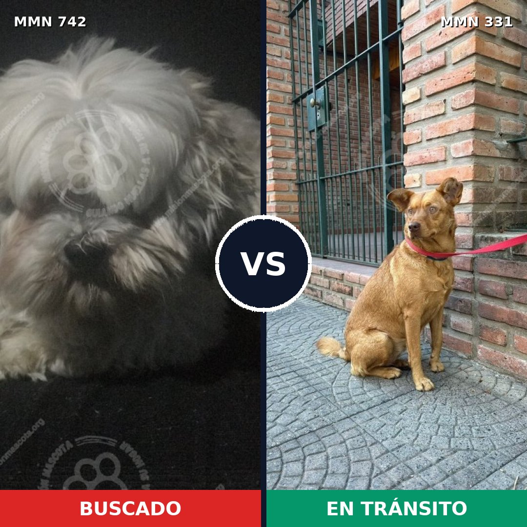Comparativa MMS 10841: mascota perdida y mascota encontrada, 30% de similitud