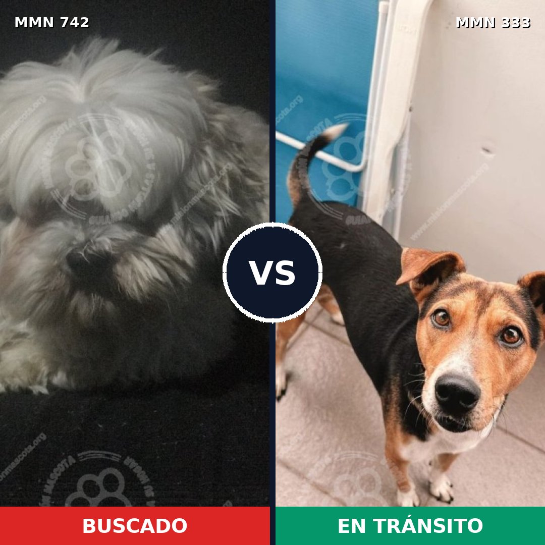 Comparativa MMS 10842: mascota perdida y mascota encontrada, 36% de similitud