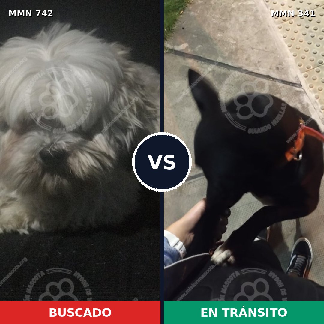 Comparativa MMS 10843: mascota perdida y mascota encontrada, 31% de similitud