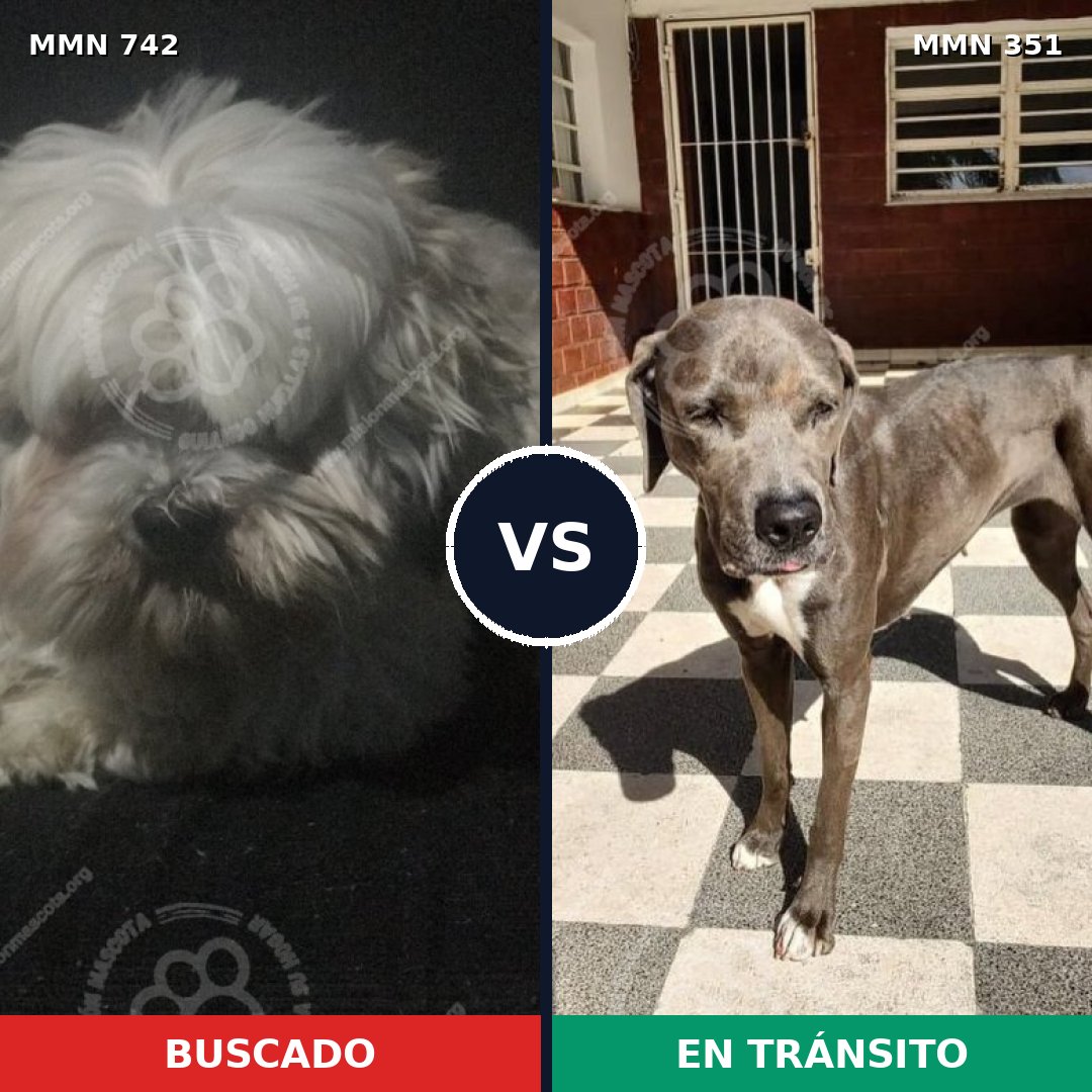 Comparativa MMS 10844: mascota perdida y mascota encontrada, 22% de similitud