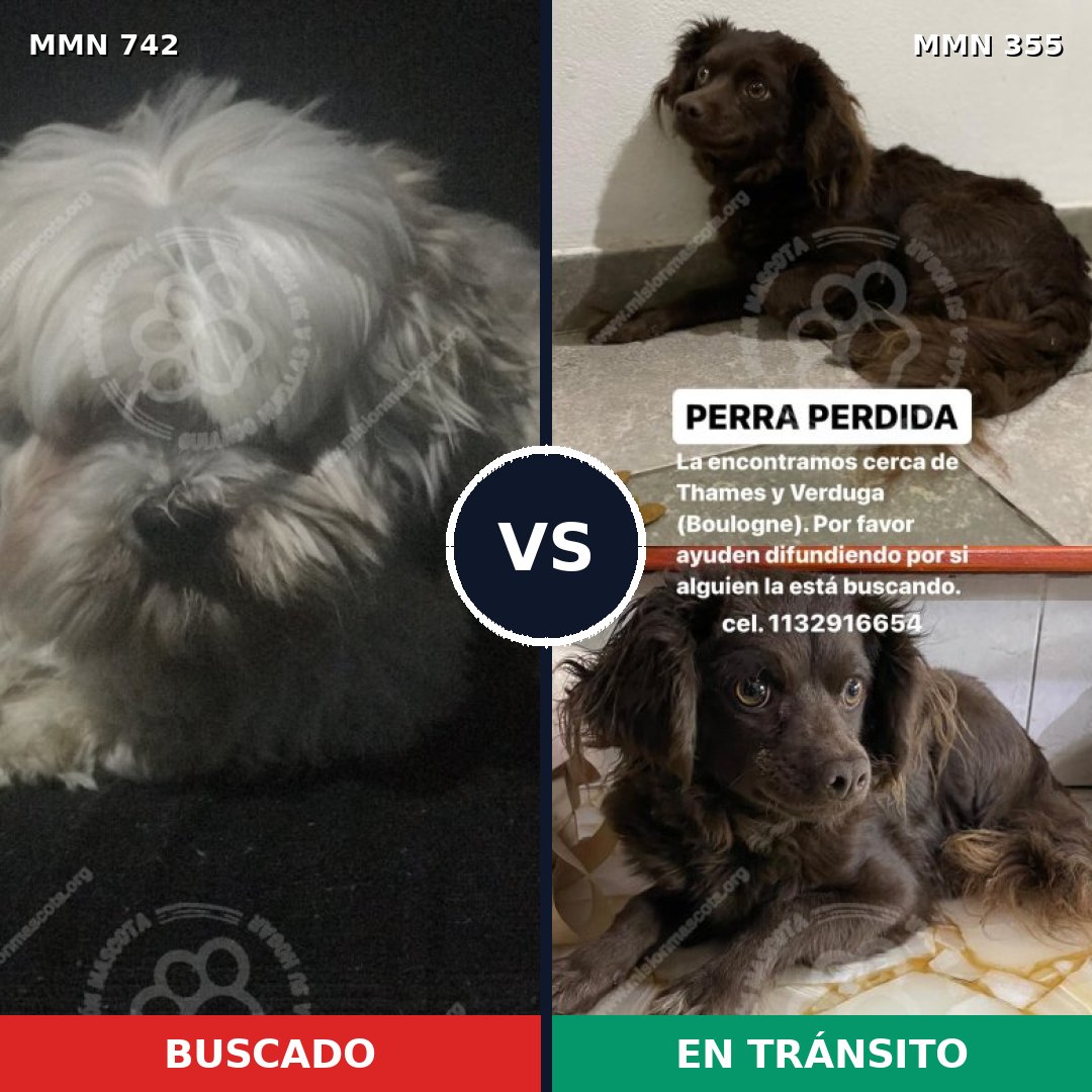 Comparativa MMS 10845: mascota perdida y mascota encontrada, 30% de similitud