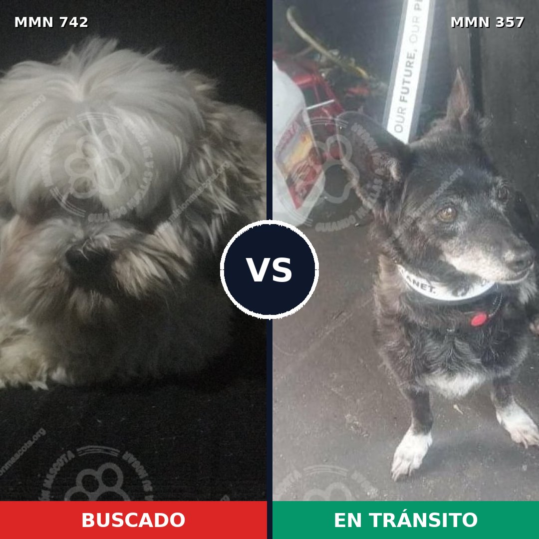 Comparativa MMS 10846: mascota perdida y mascota encontrada, 35% de similitud