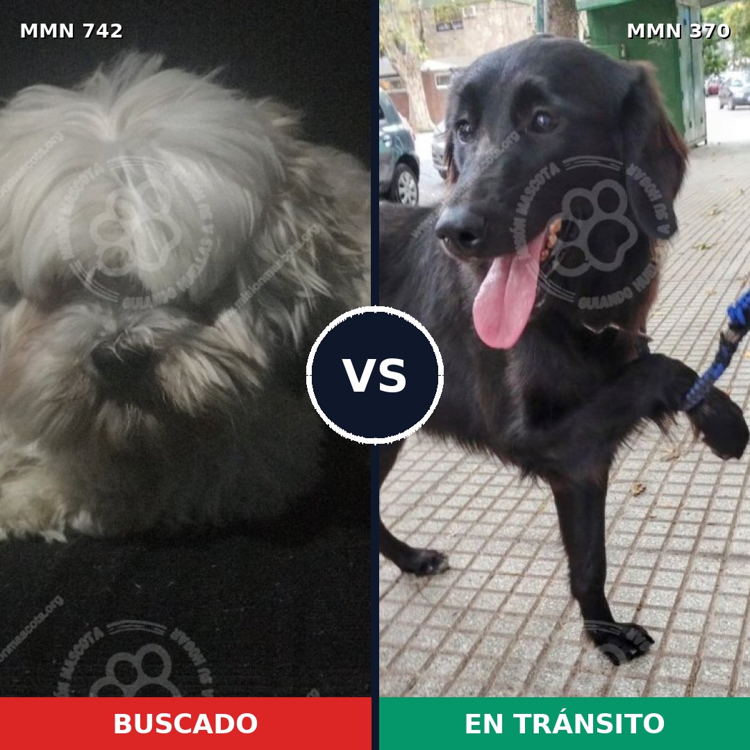 Comparativa MMS 10847: mascota perdida y mascota encontrada, 32% de similitud