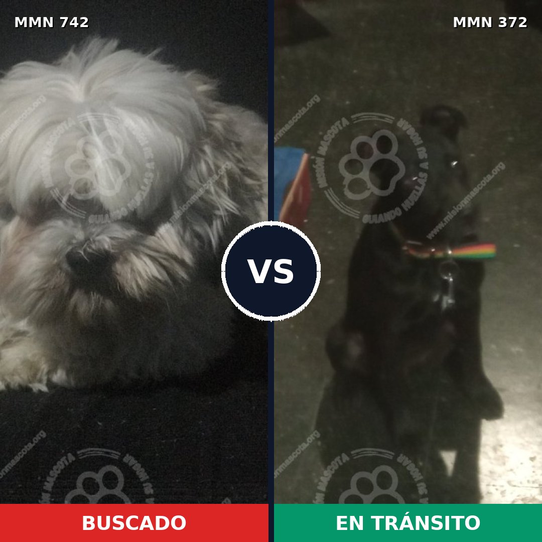 Comparativa MMS 10848: mascota perdida y mascota encontrada, 34% de similitud