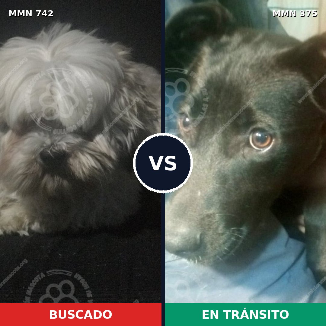 Comparativa MMS 10849: mascota perdida y mascota encontrada, 31% de similitud