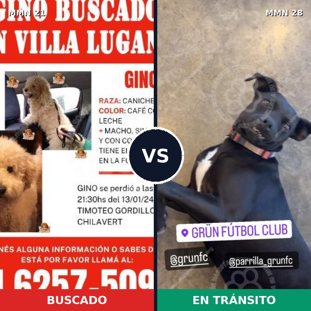 Comparativa MMS 1085: mascota perdida y mascota encontrada, 33% de similitud