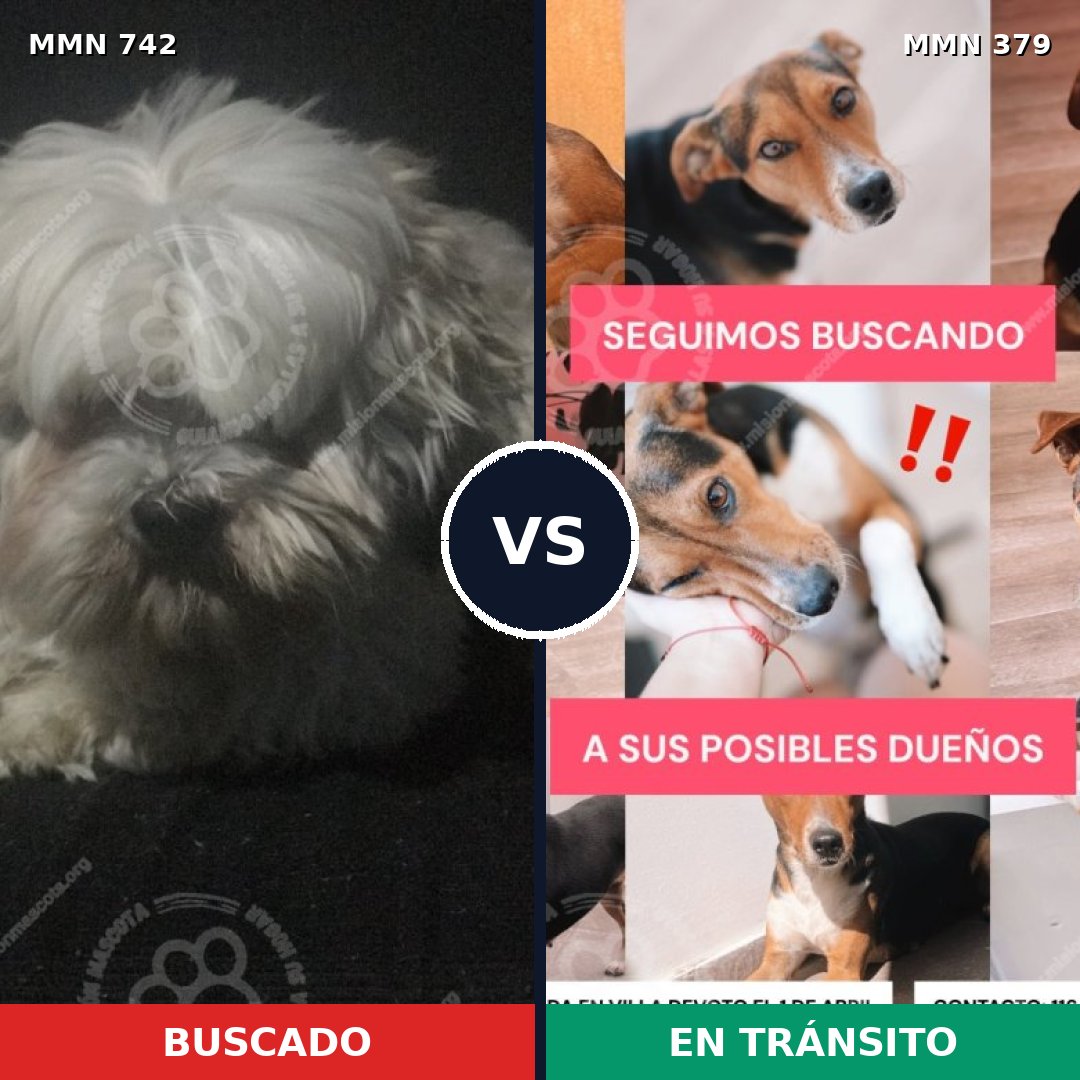 Comparativa MMS 10850: mascota perdida y mascota encontrada, 36% de similitud