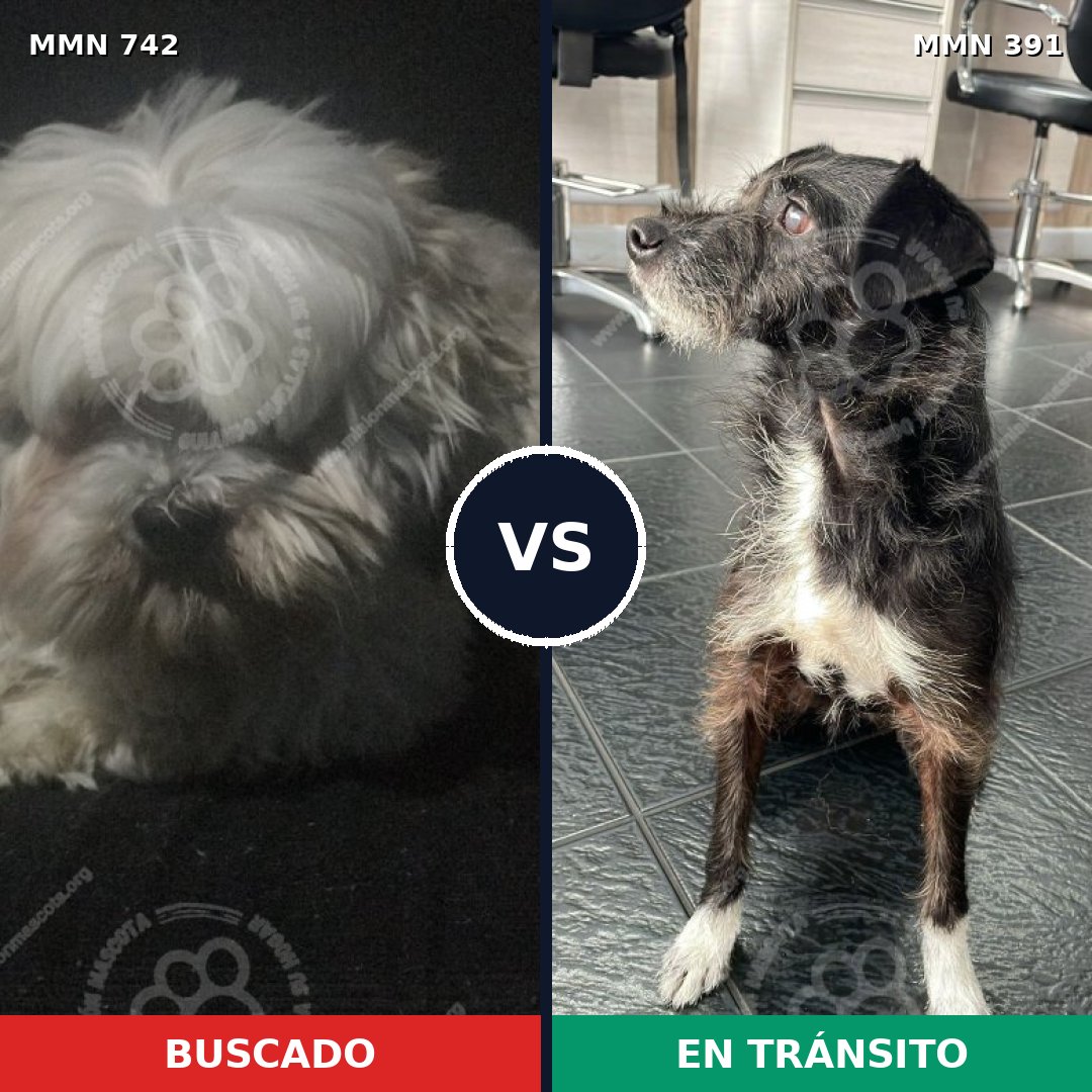 Comparativa MMS 10851: mascota perdida y mascota encontrada, 35% de similitud