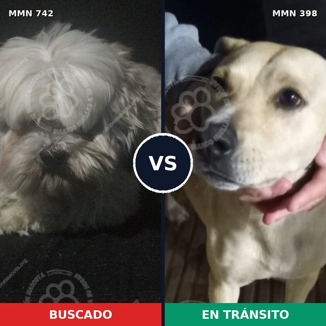 Comparativa MMS 10852: mascota perdida y mascota encontrada, 38% de similitud