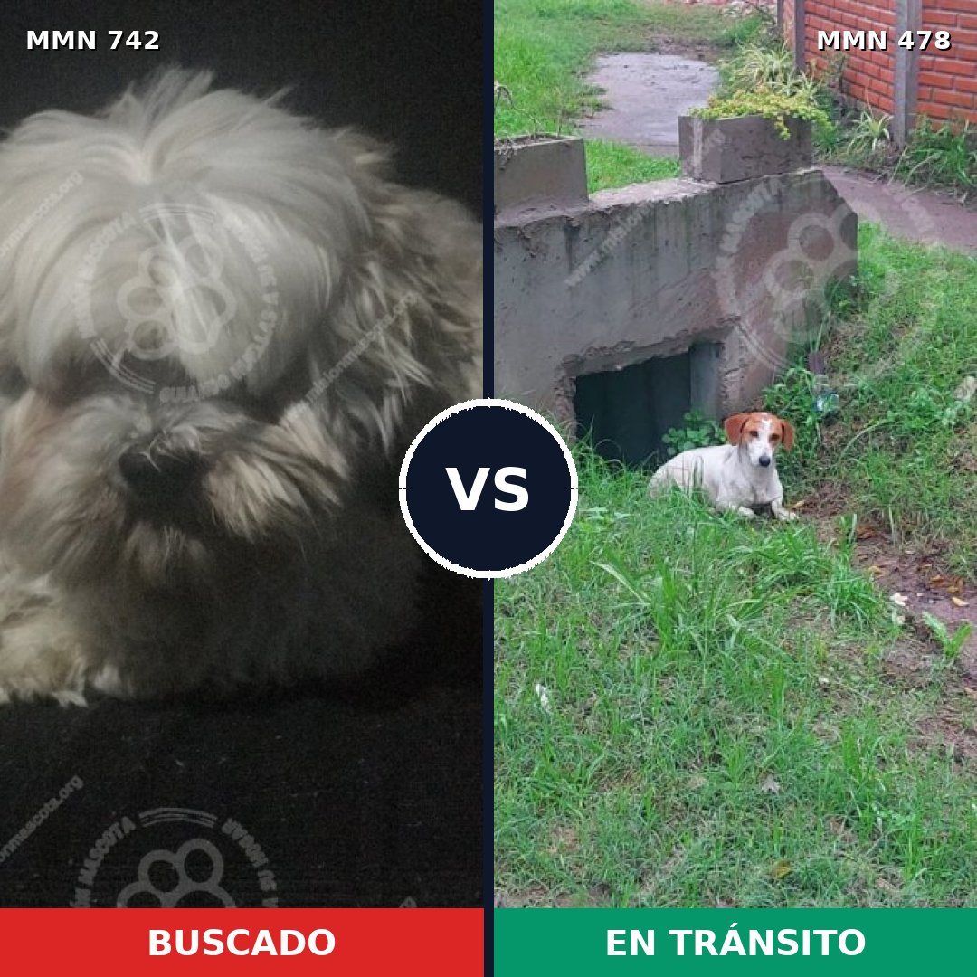 Comparativa MMS 10853: mascota perdida y mascota encontrada, 46% de similitud