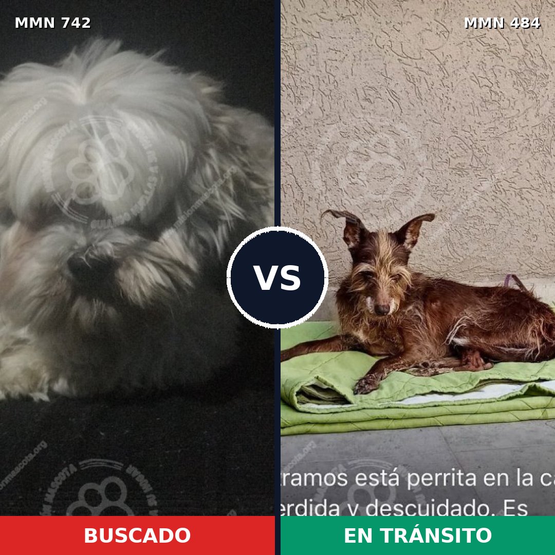 Comparativa MMS 10854: mascota perdida y mascota encontrada, 35% de similitud