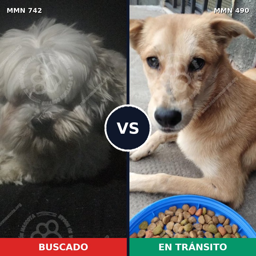 Comparativa MMS 10856: mascota perdida y mascota encontrada, 47% de similitud