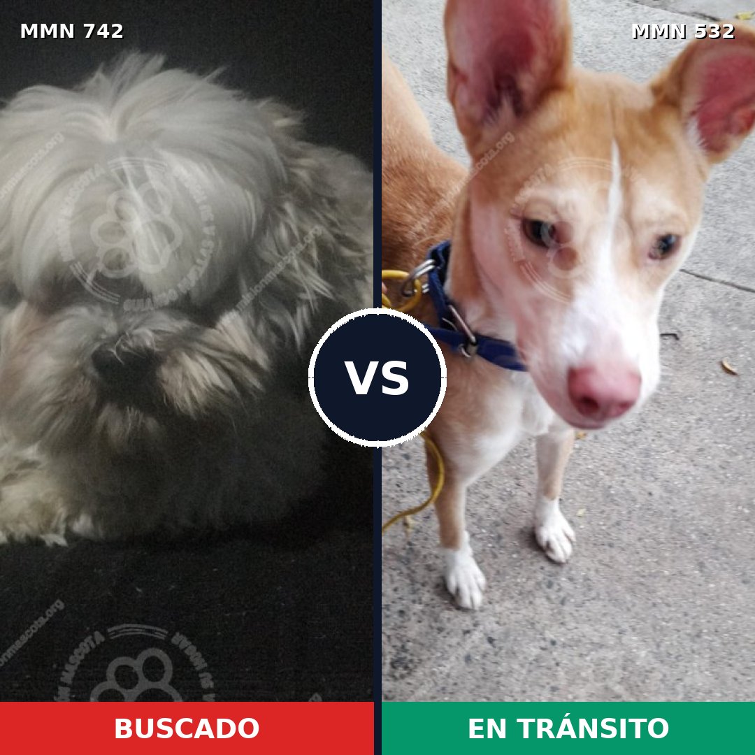 Comparativa MMS 10857: mascota perdida y mascota encontrada, 28% de similitud