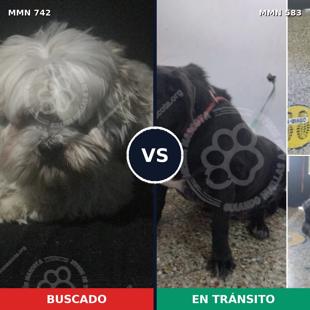 Comparativa MMS 10858: mascota perdida y mascota encontrada, 36% de similitud