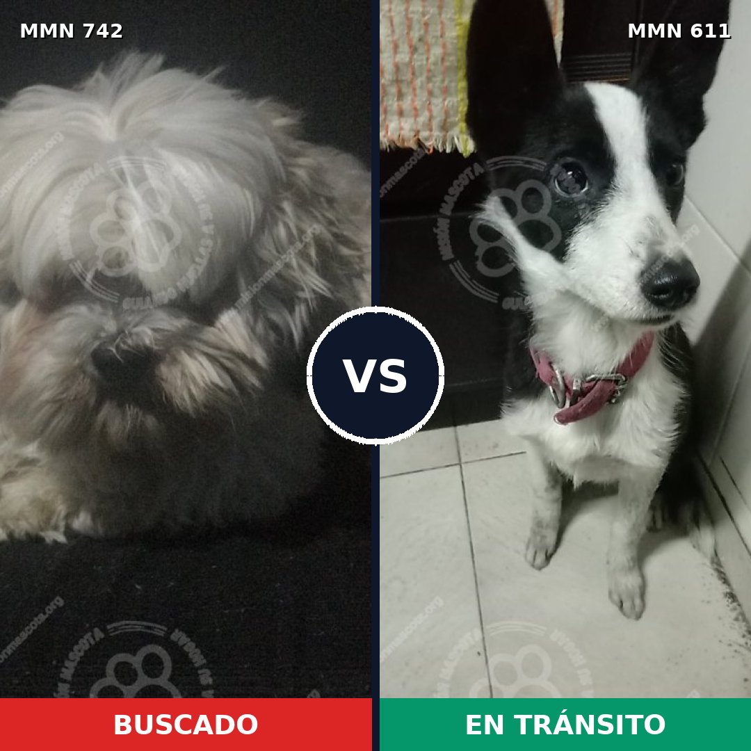 Comparativa MMS 10860: mascota perdida y mascota encontrada, 35% de similitud