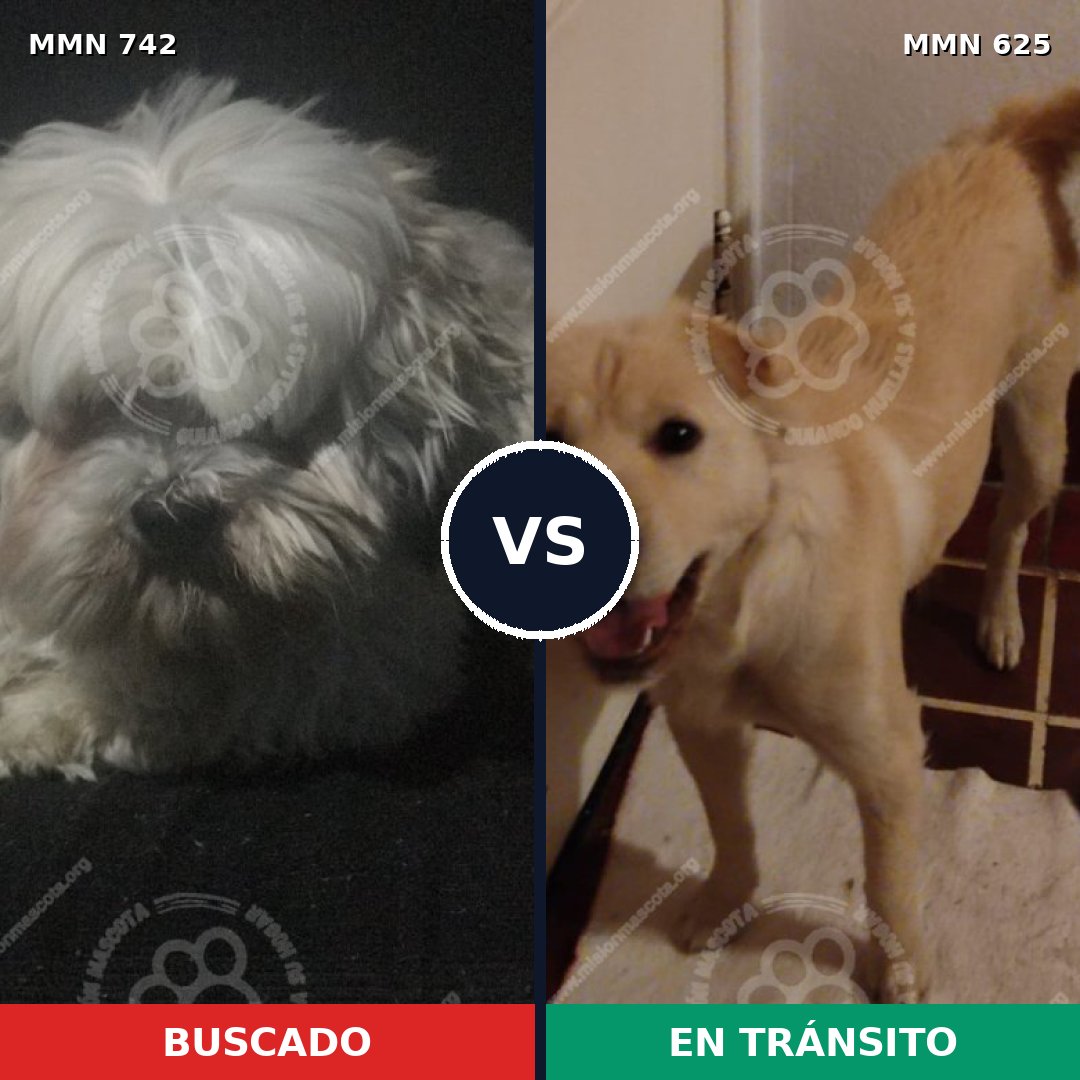Comparativa MMS 10861: mascota perdida y mascota encontrada, 36% de similitud