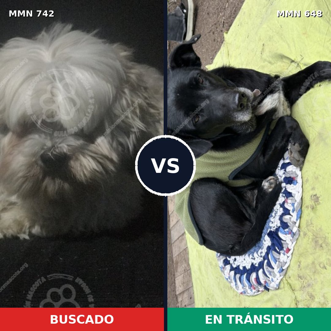 Comparativa MMS 10862: mascota perdida y mascota encontrada, 35% de similitud