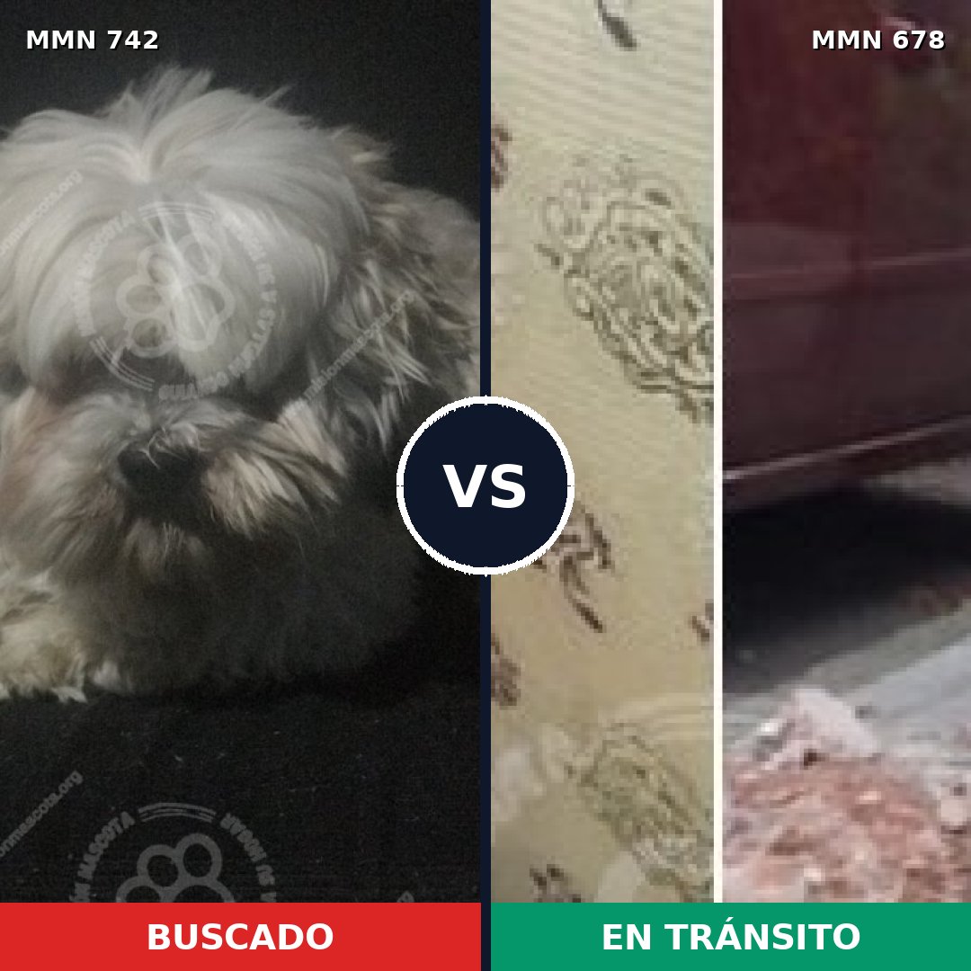 Comparativa MMS 10863: mascota perdida y mascota encontrada, 33% de similitud