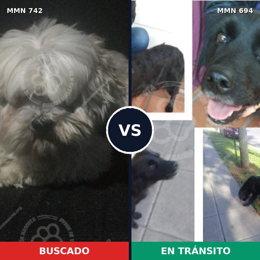 Comparativa MMS 10864: mascota perdida y mascota encontrada, 32% de similitud