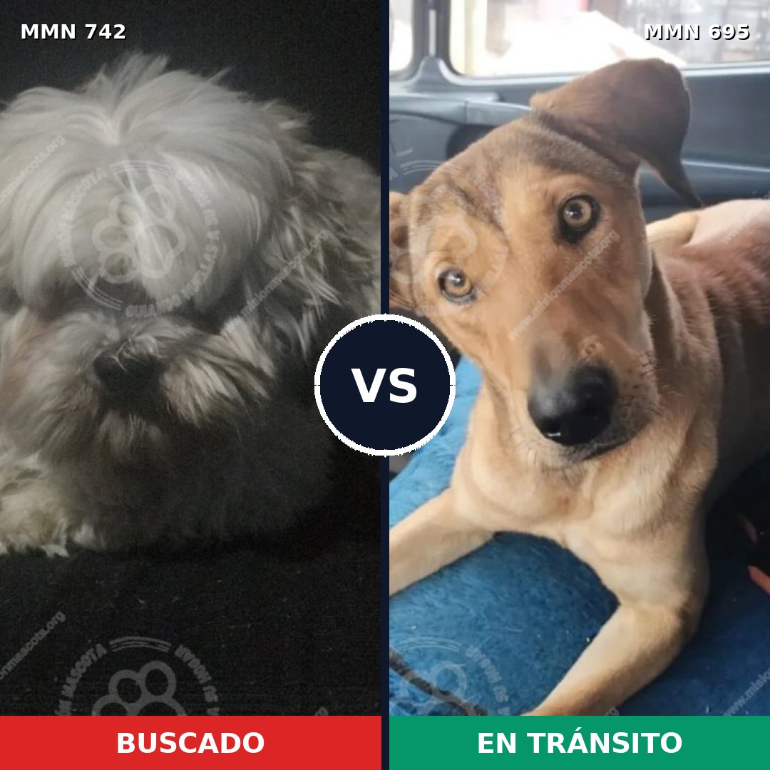 Comparativa MMS 10865: mascota perdida y mascota encontrada, 35% de similitud