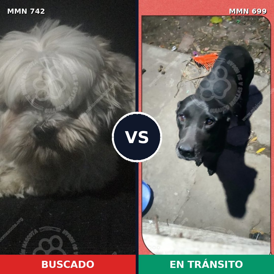 Comparativa MMS 10866: mascota perdida y mascota encontrada, 21% de similitud