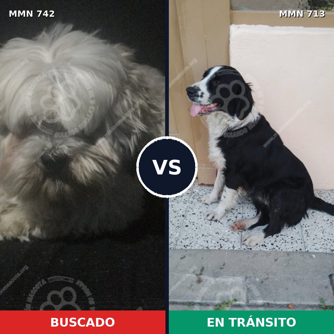 Comparativa MMS 10867: mascota perdida y mascota encontrada, 35% de similitud