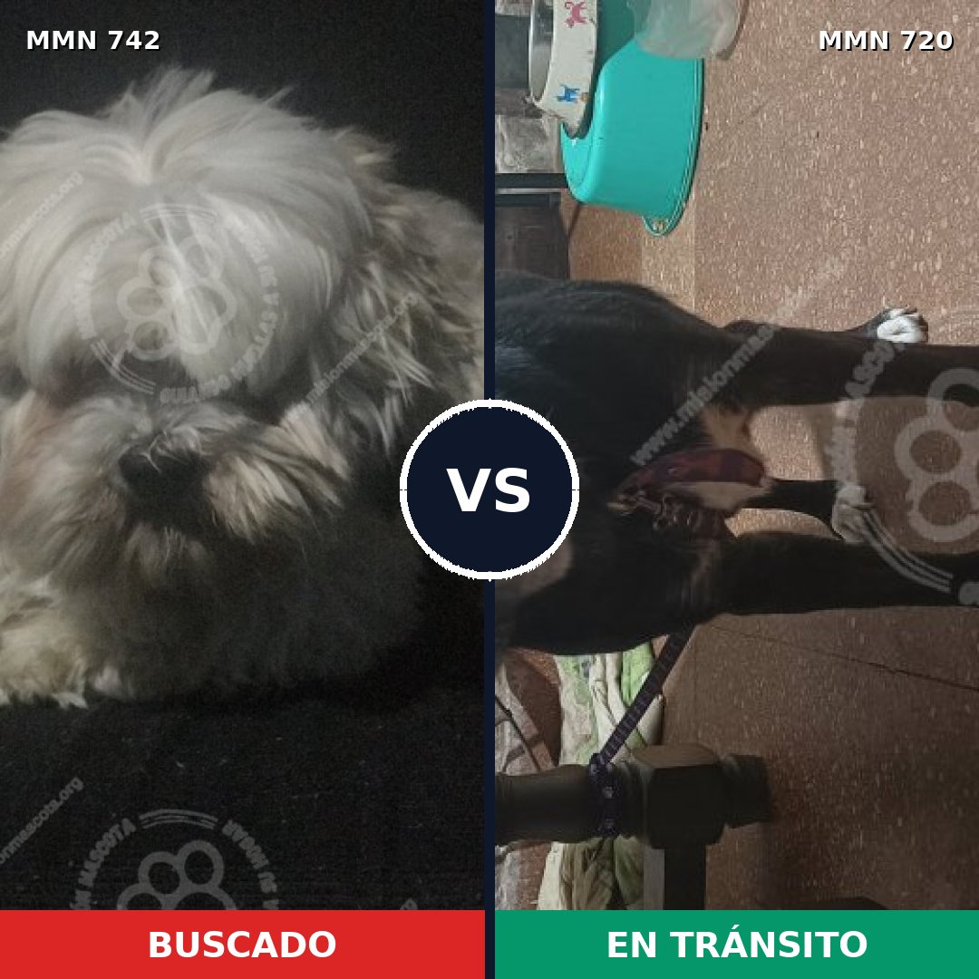Comparativa MMS 10868: mascota perdida y mascota encontrada, 34% de similitud